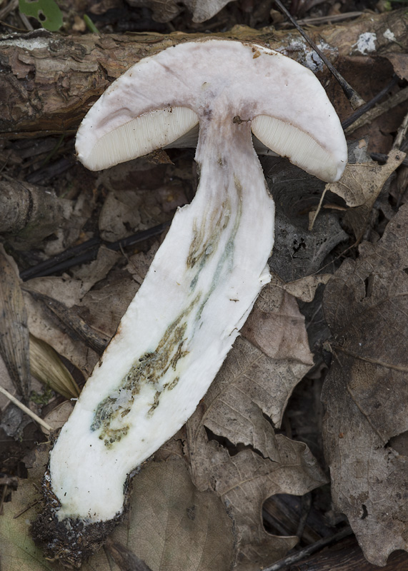 Leccinum duriusculum